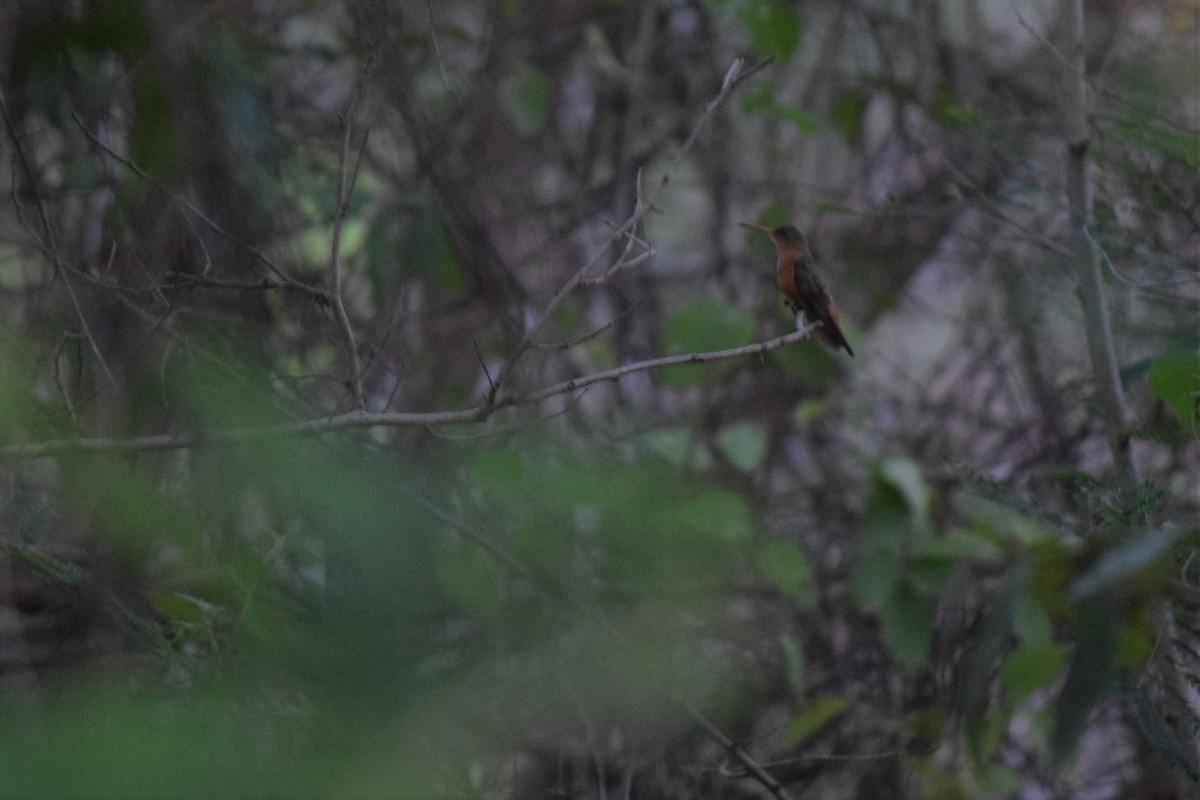 Cinnamon Hummingbird - Victor Villalobos