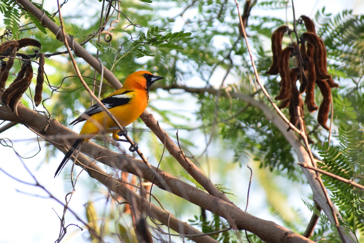 Orange Oriole - ML86869381