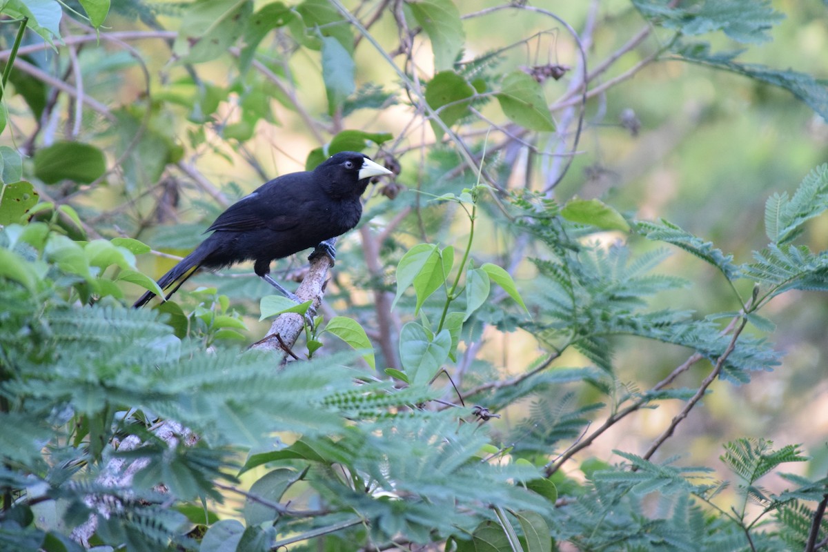 Yellow-billed Cacique - ML86869781