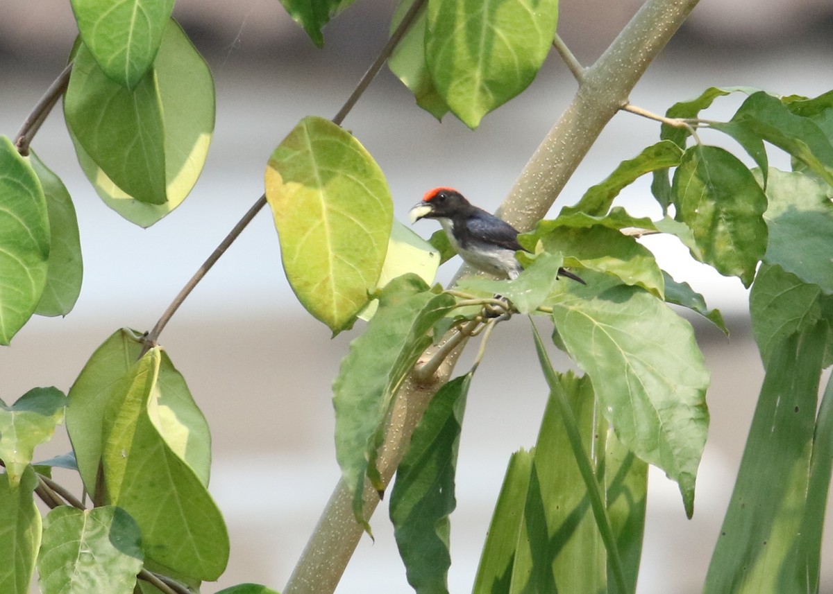 Scarlet-backed Flowerpecker - Louis Hoeniger