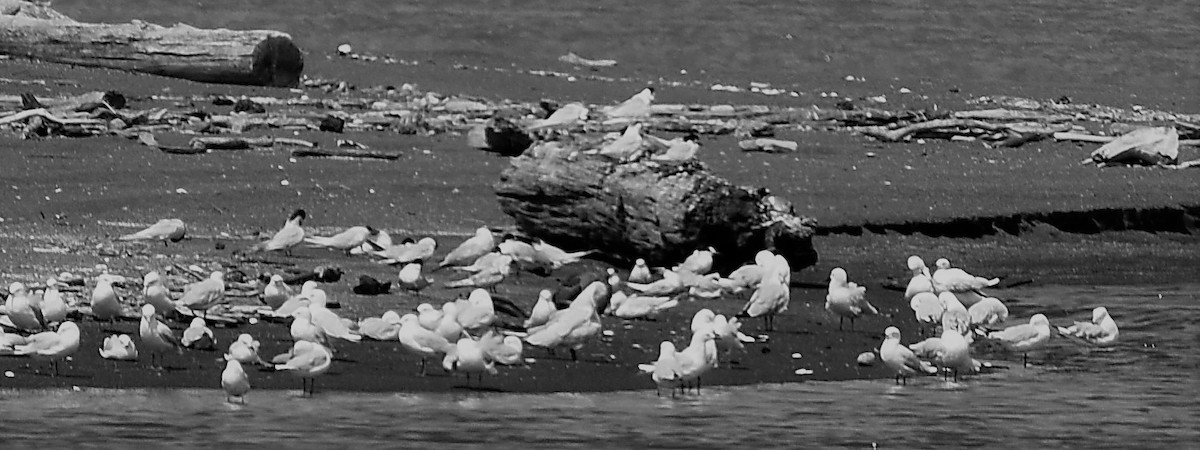 Black-billed Gull - ML86871231