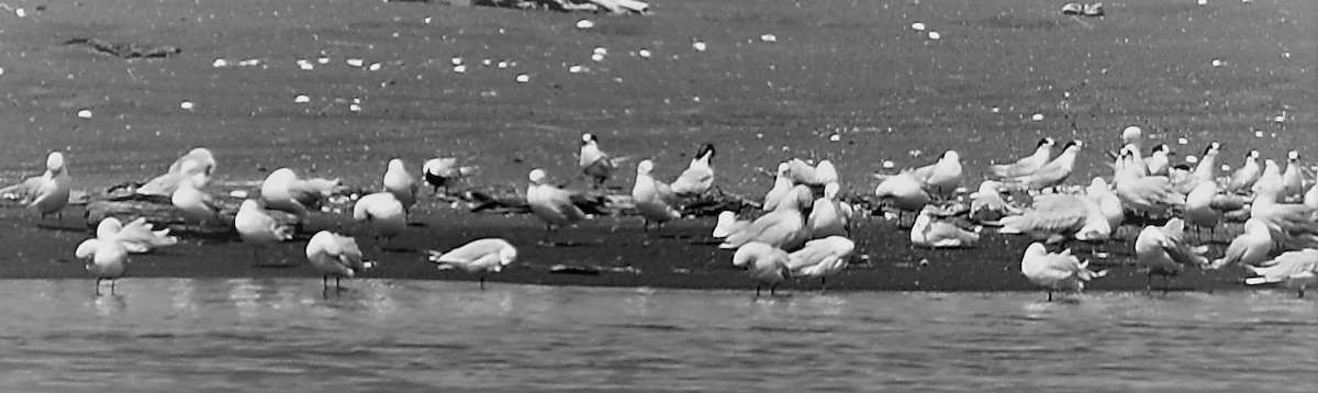 Black-billed Gull - ML86871251