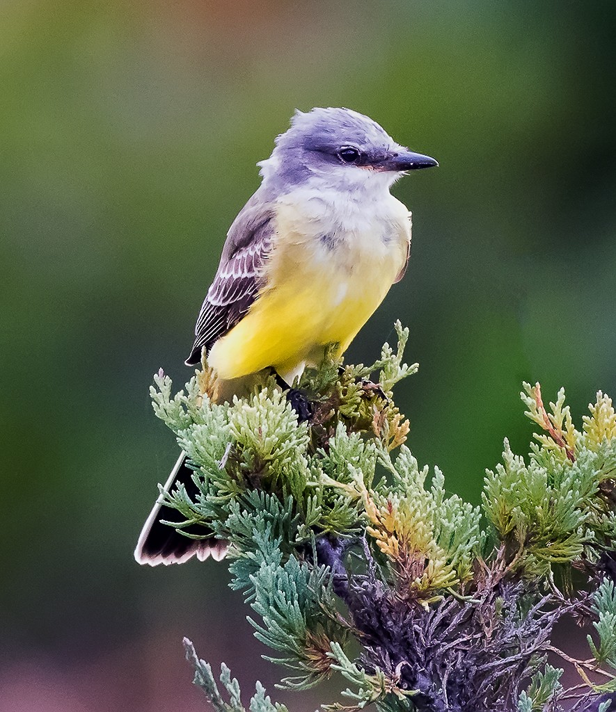 Western Kingbird - ML86872251