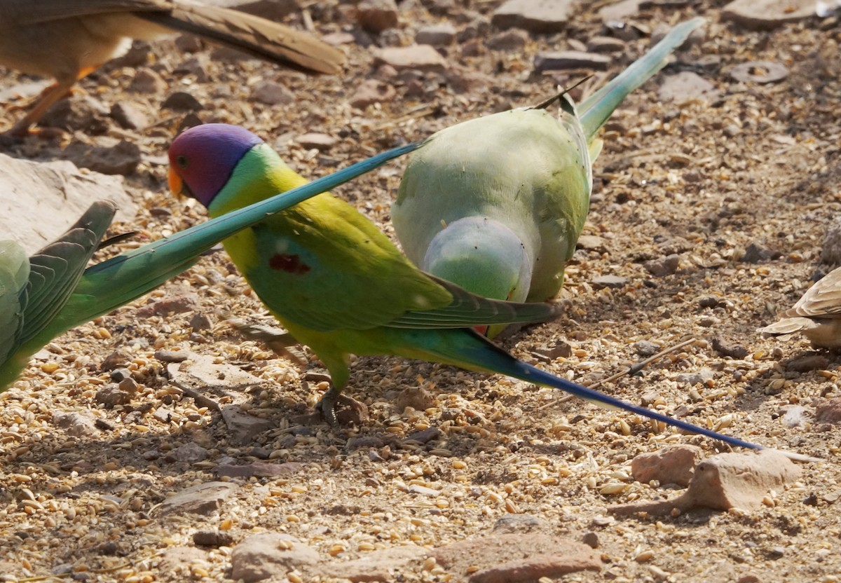 Plum-headed Parakeet - ML86872541