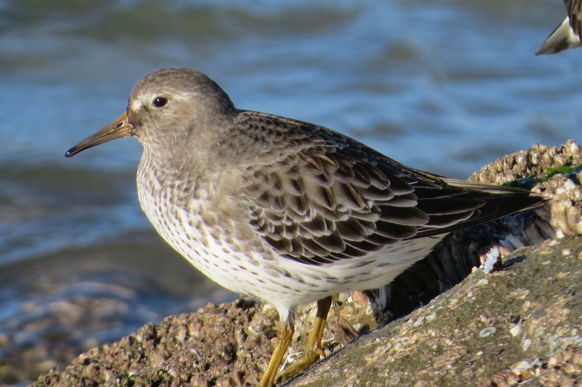 Rock Sandpiper - ML86874301