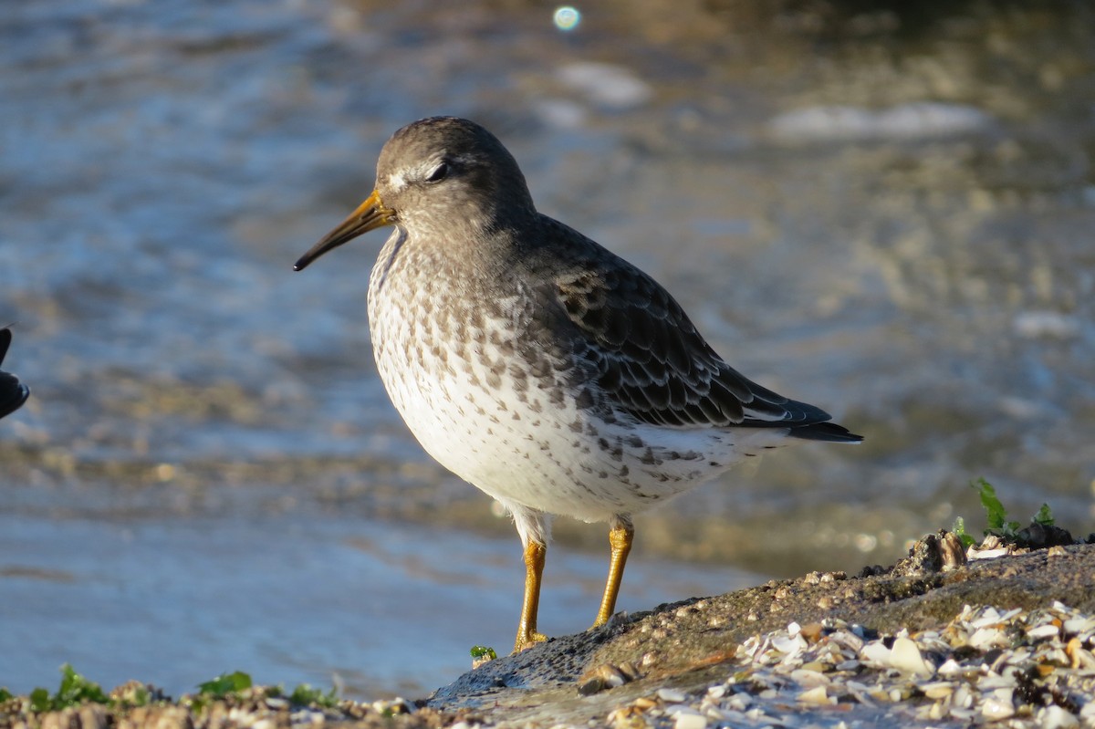 Rock Sandpiper - ML86874741