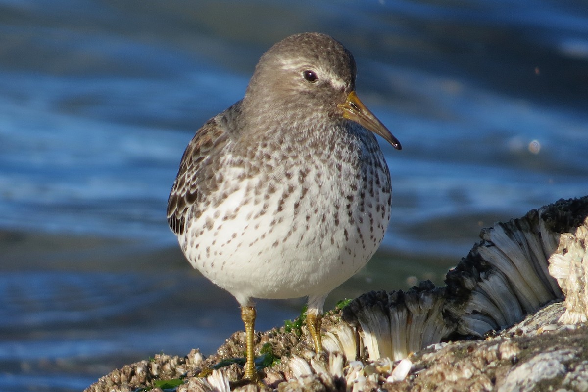 Rock Sandpiper - ML86874841