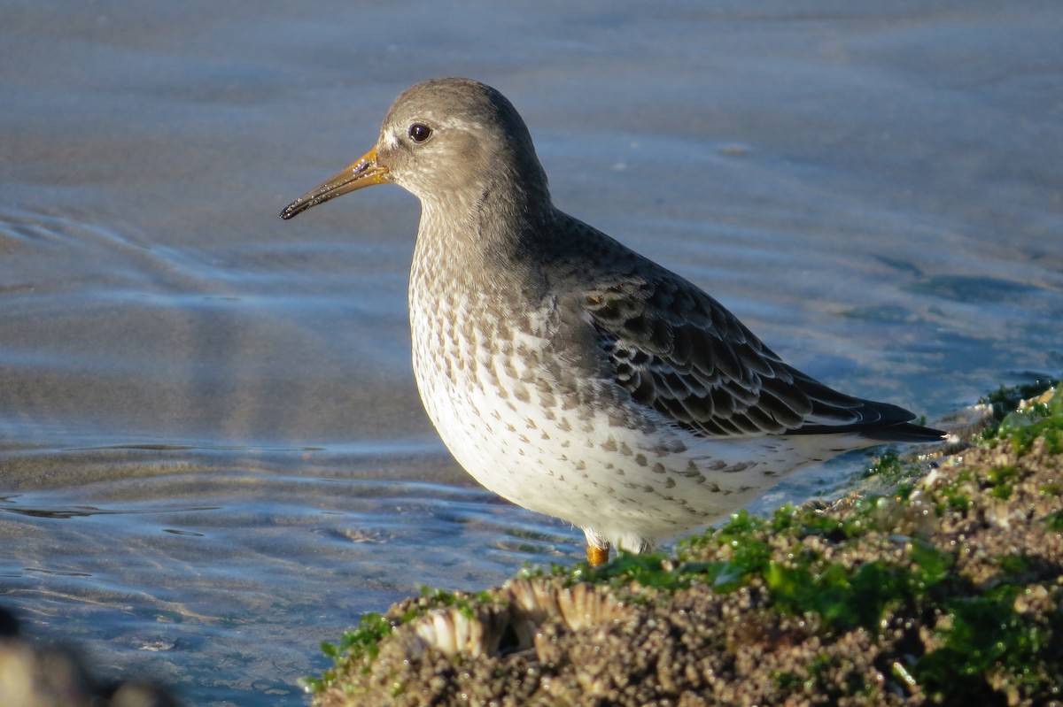 Rock Sandpiper - ML86874911