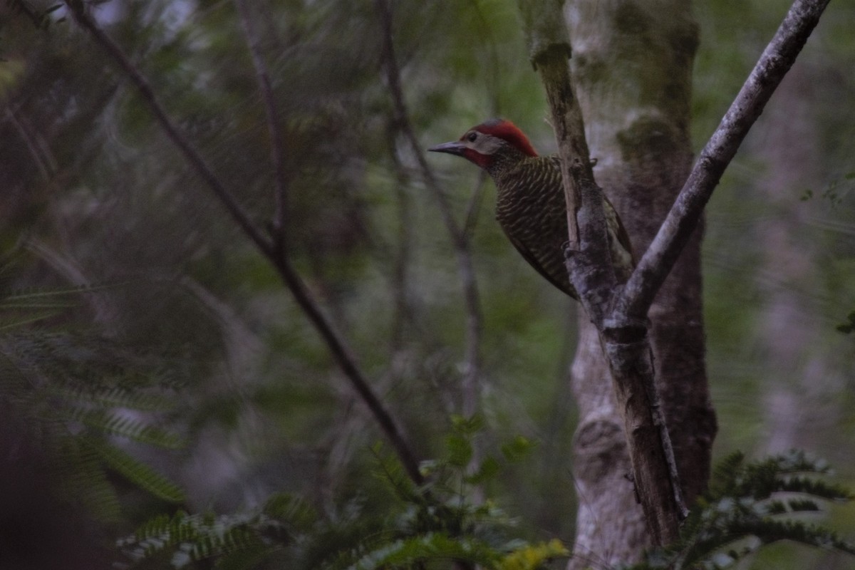 Golden-olive Woodpecker - Victor Villalobos