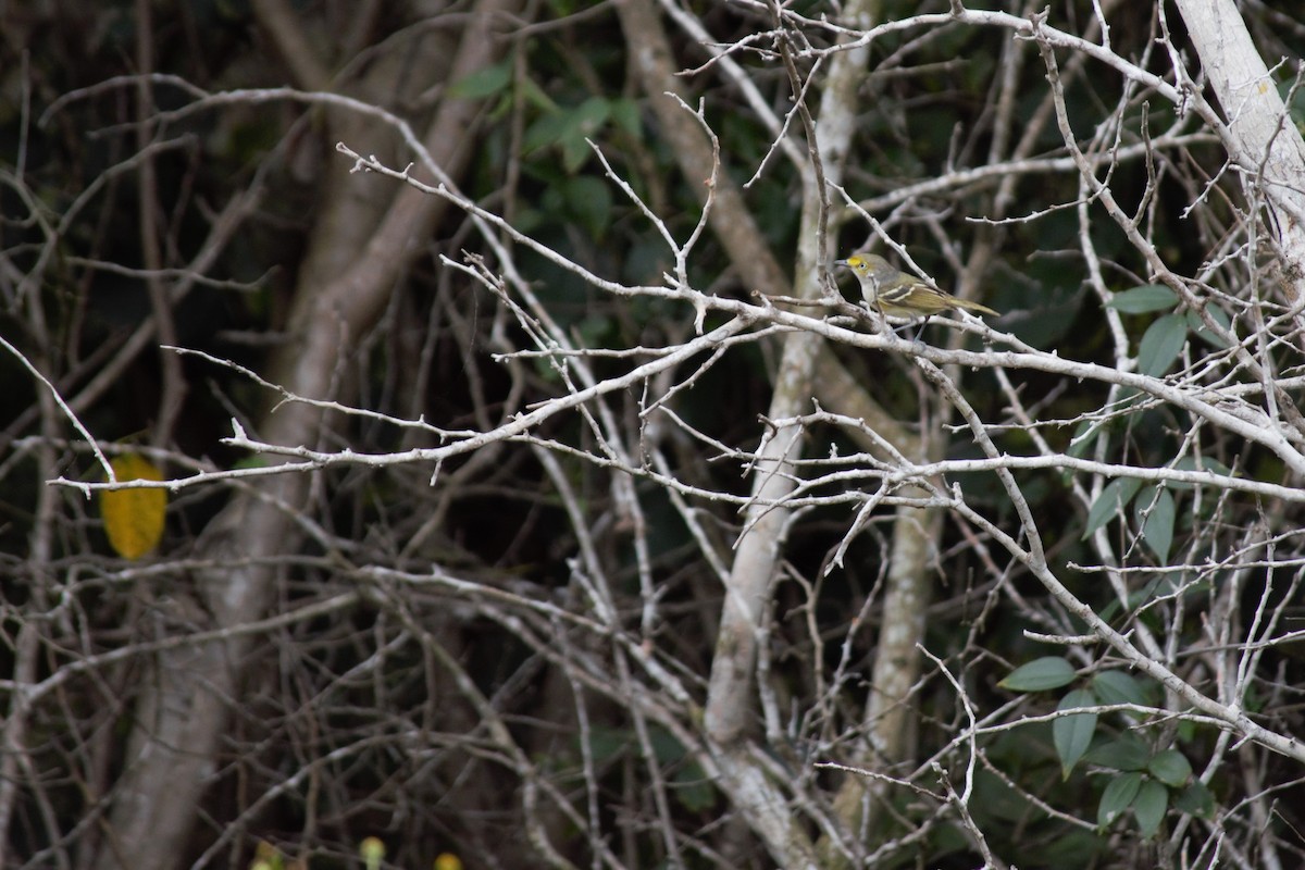 White-eyed Vireo - Victor Villalobos