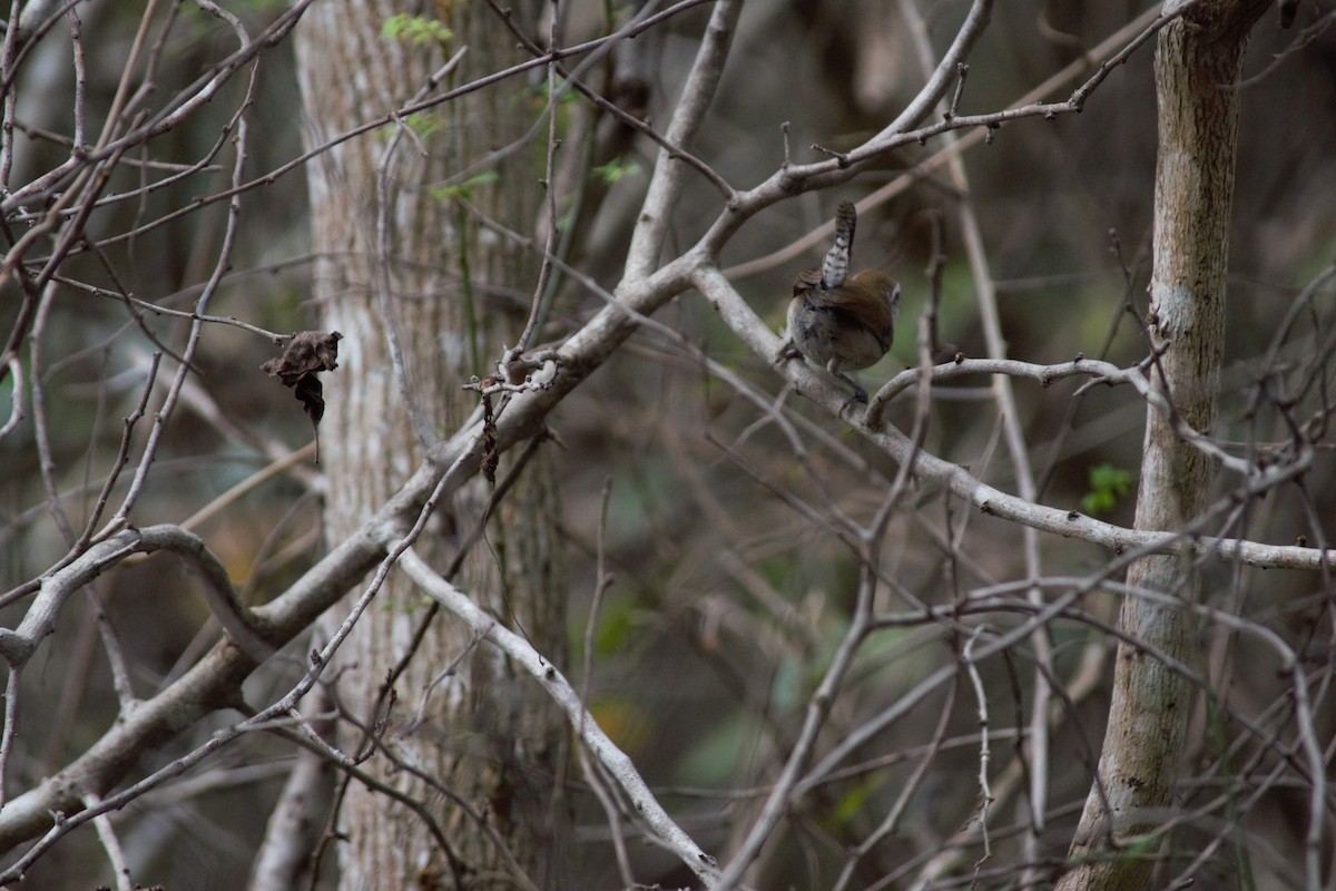 White-bellied Wren - Victor Villalobos