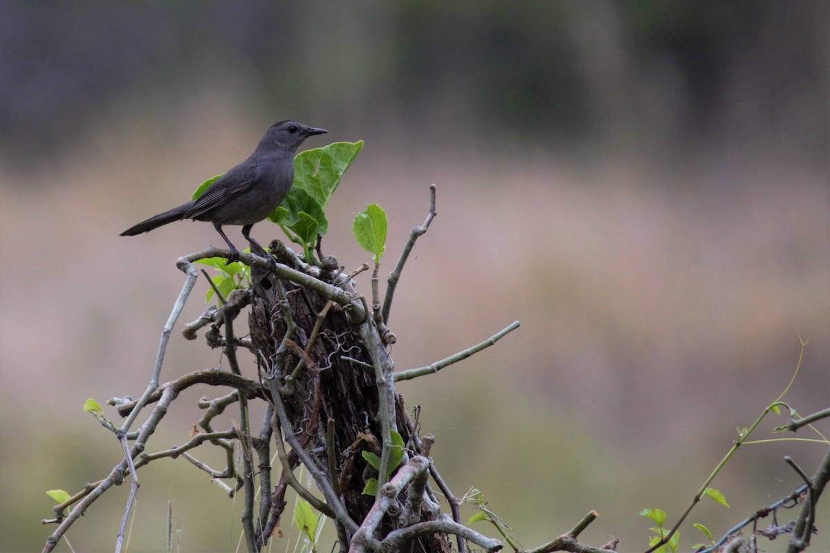 Gray Catbird - Victor Villalobos