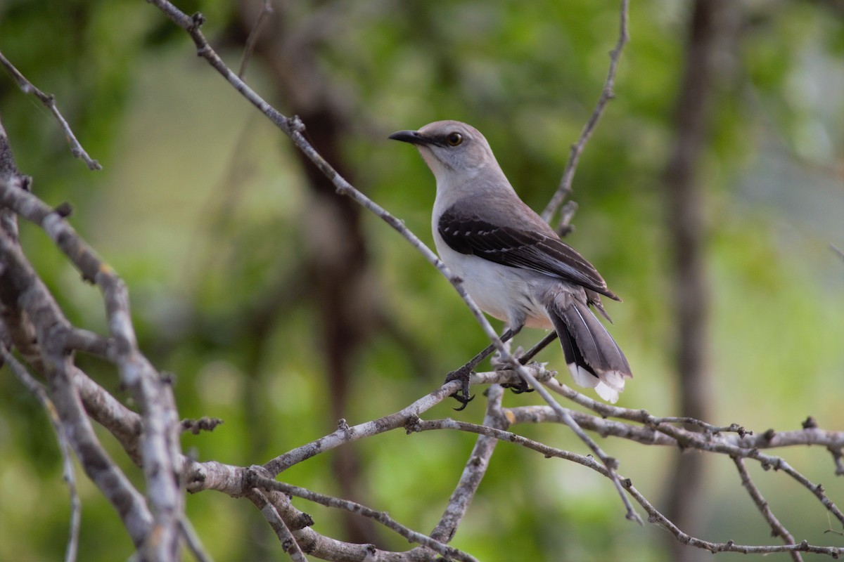 Tropical Mockingbird - ML86875961