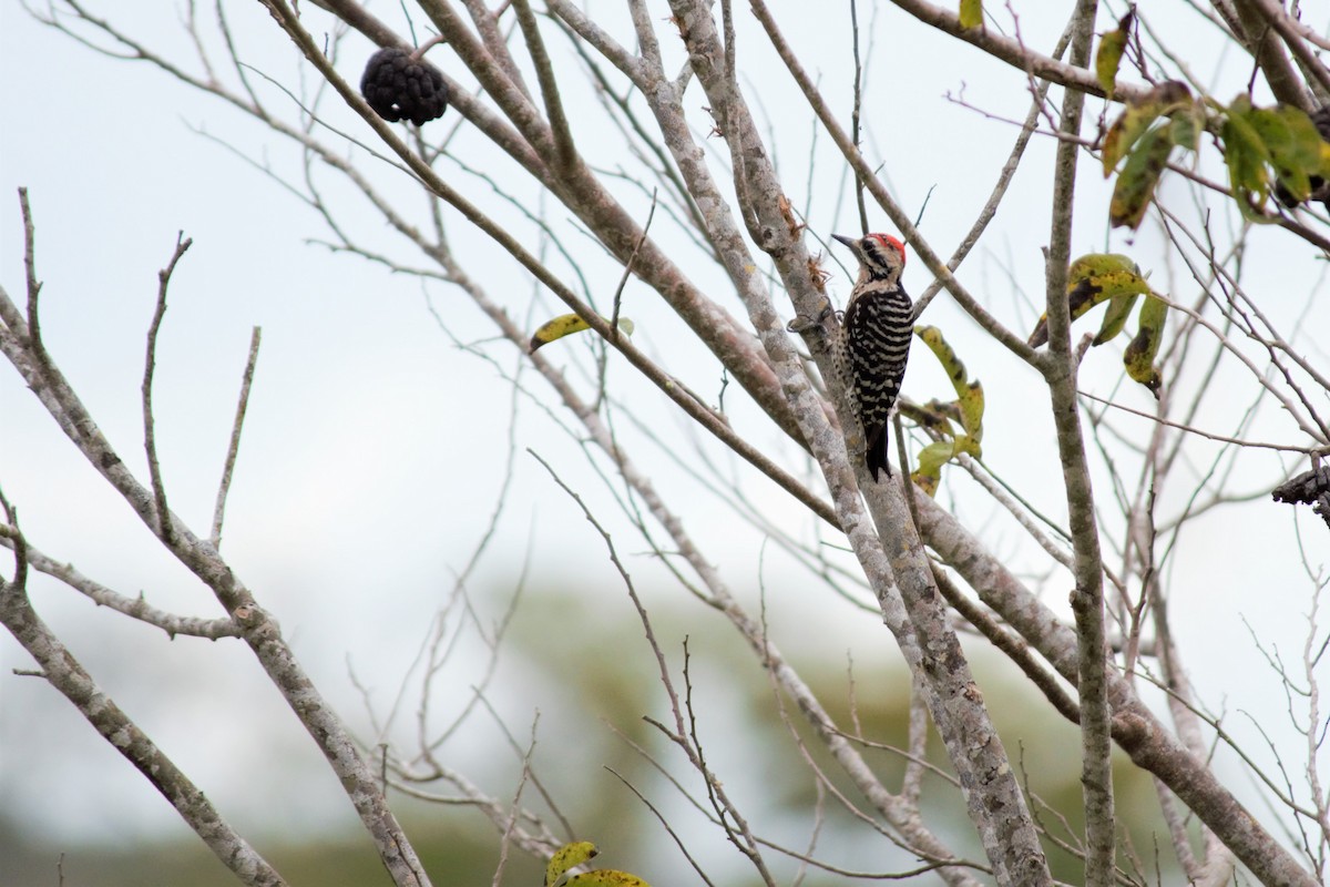 Ladder-backed Woodpecker - ML86876051