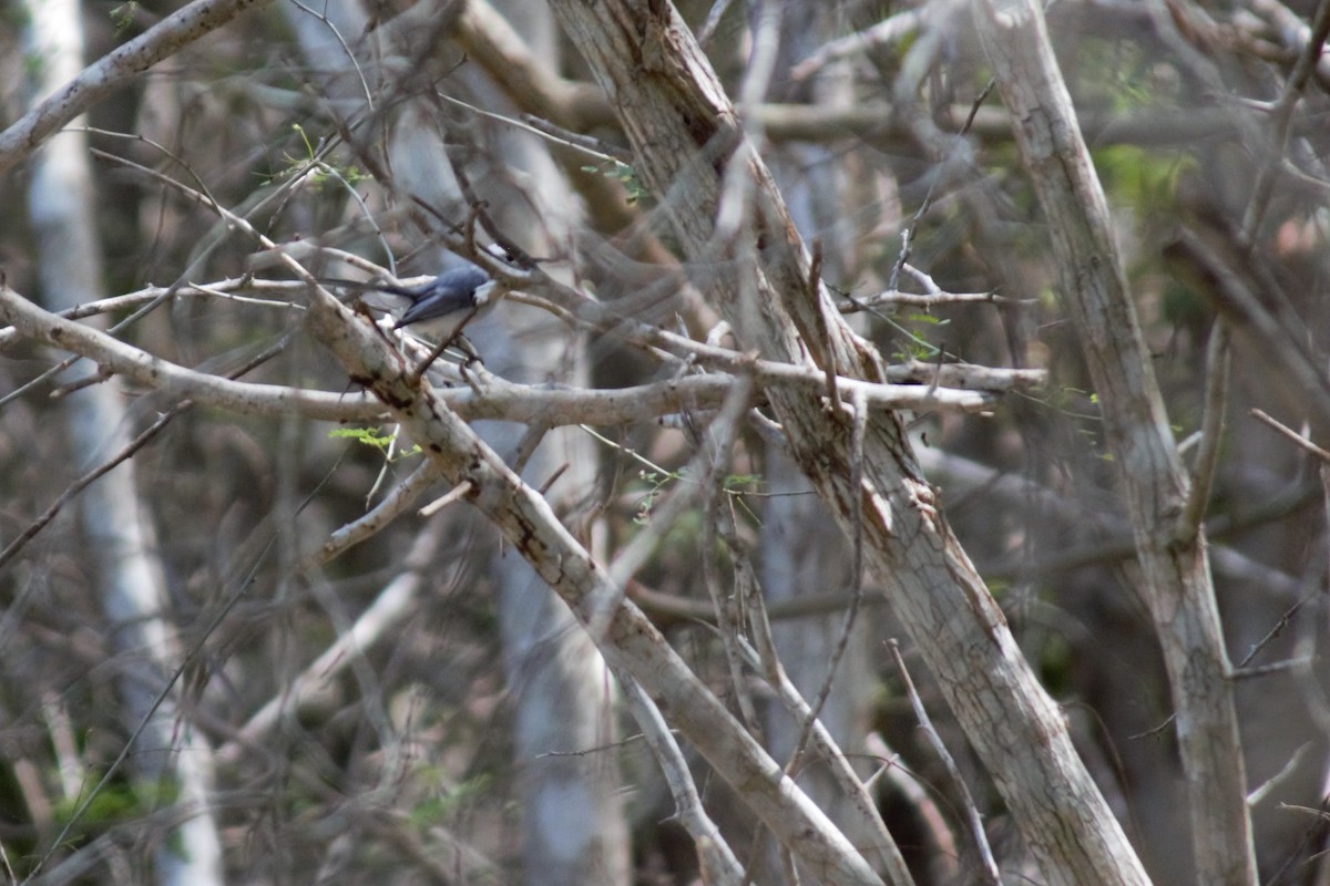 White-browed Gnatcatcher - ML86876191