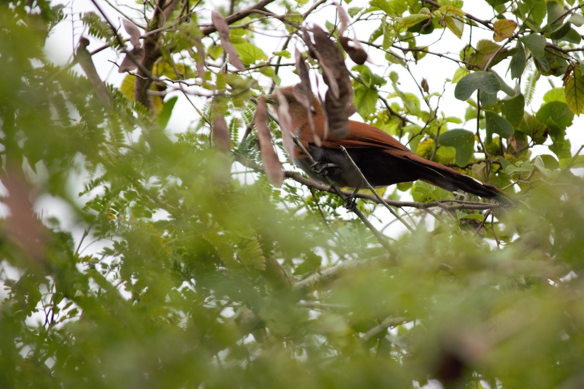 Squirrel Cuckoo - ML86876341