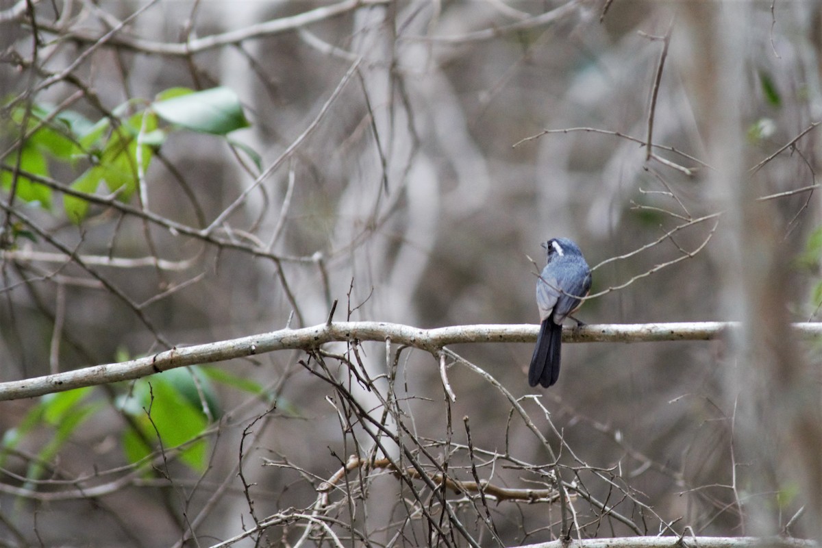 Gray-throated Chat - Victor Villalobos