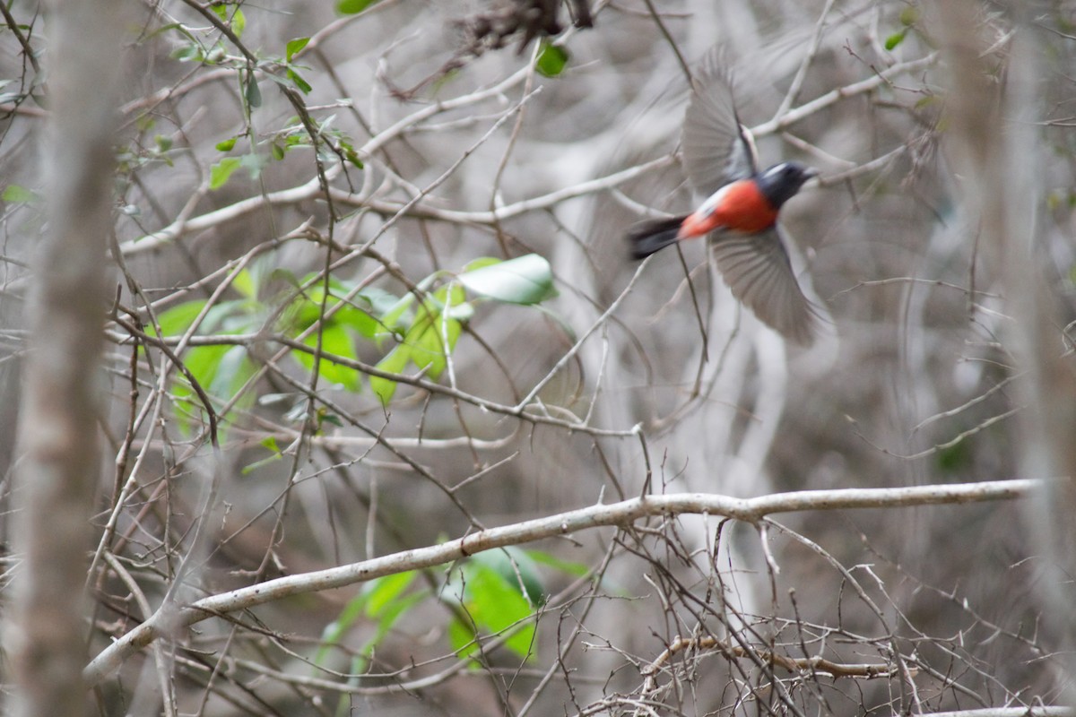 Gray-throated Chat - Victor Villalobos