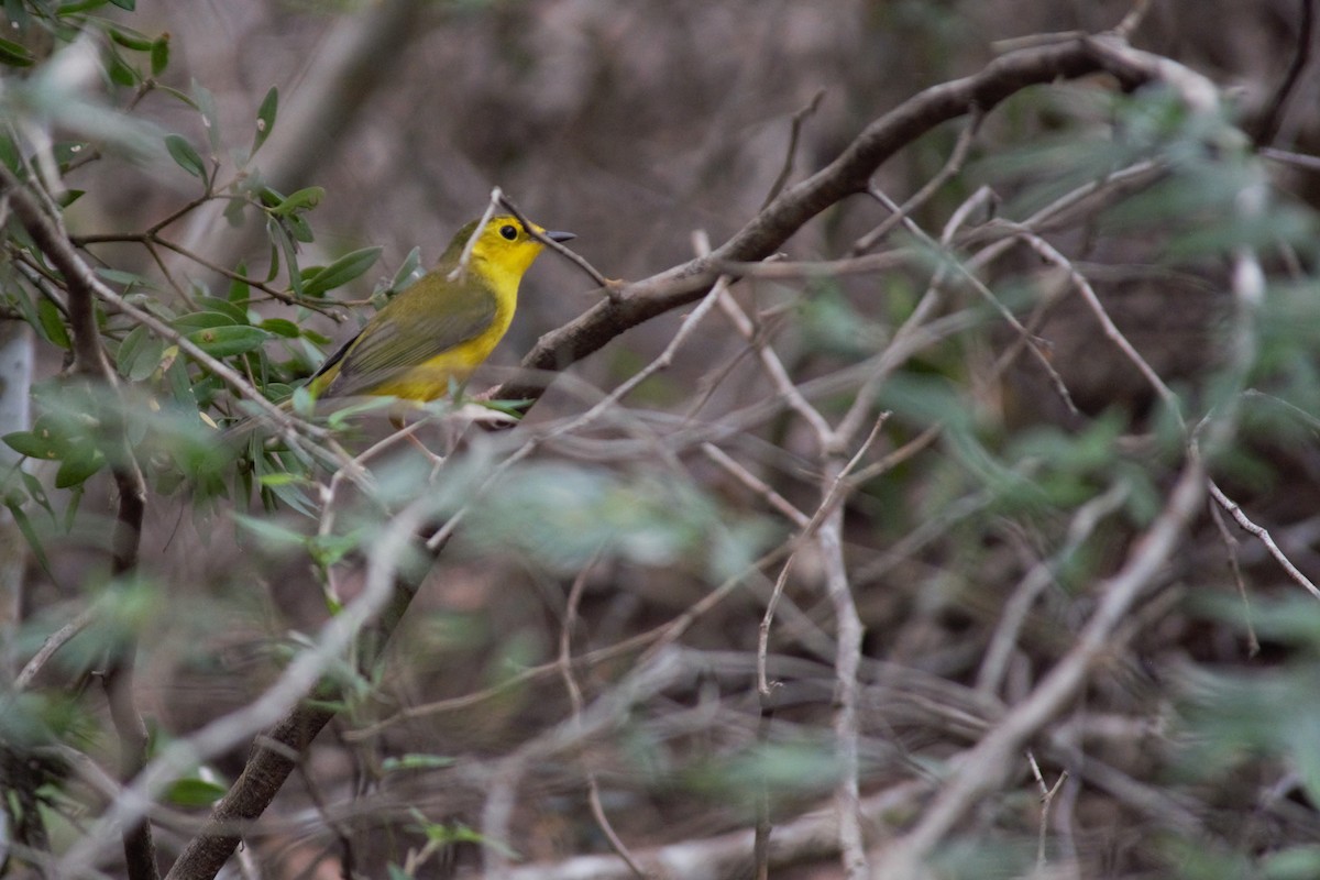 Hooded Warbler - ML86876851