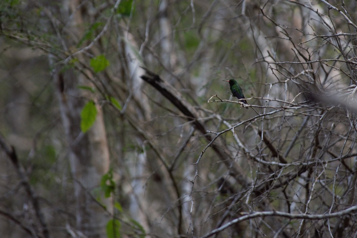 Canivet's Emerald - Victor Villalobos