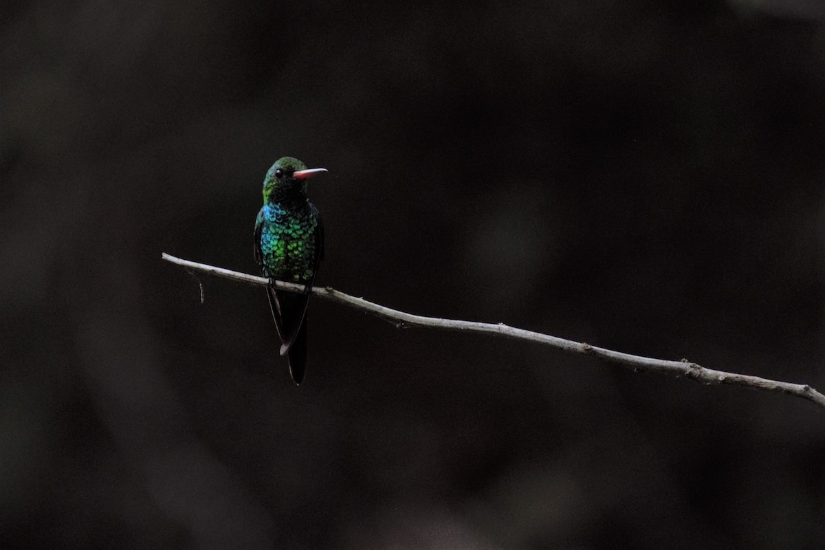 Canivet's Emerald - ML86877071