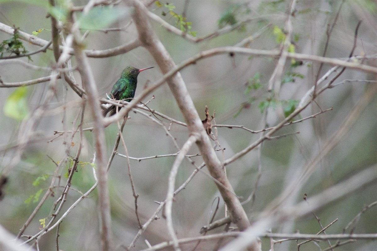 Canivet's Emerald - ML86877141