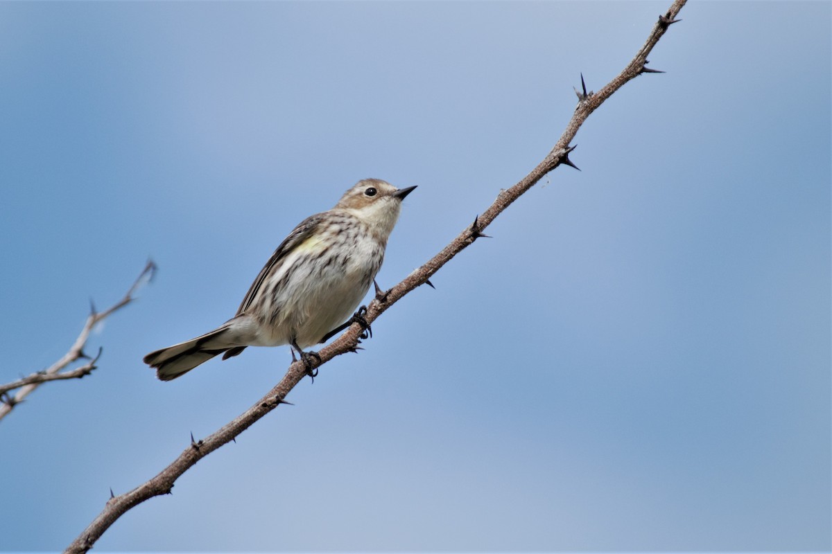 Yellow-rumped Warbler - Victor Villalobos