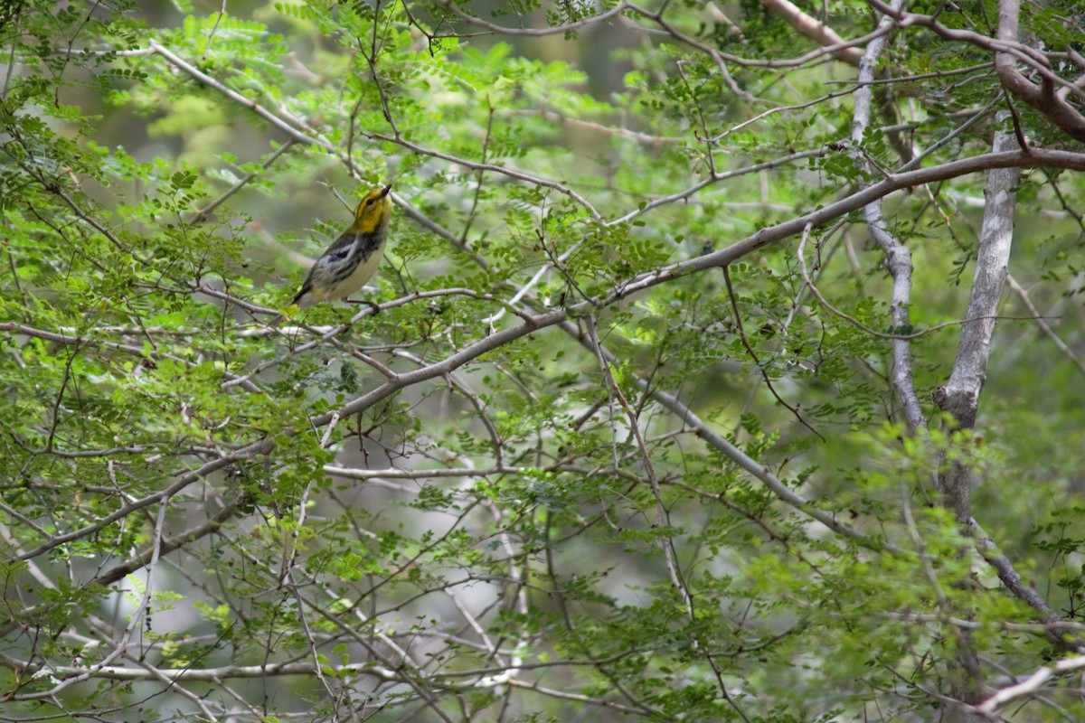 Black-throated Green Warbler - Victor Villalobos