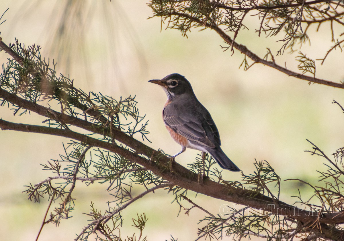 American Robin - ML86878571