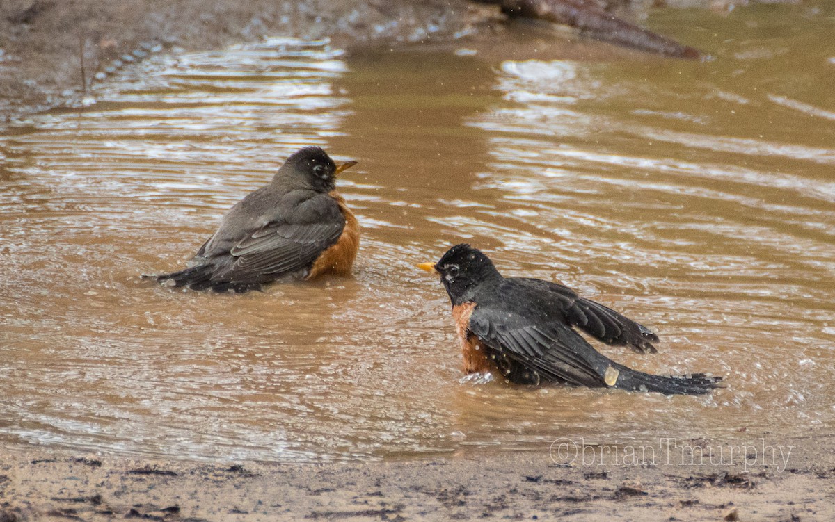 American Robin - ML86878581