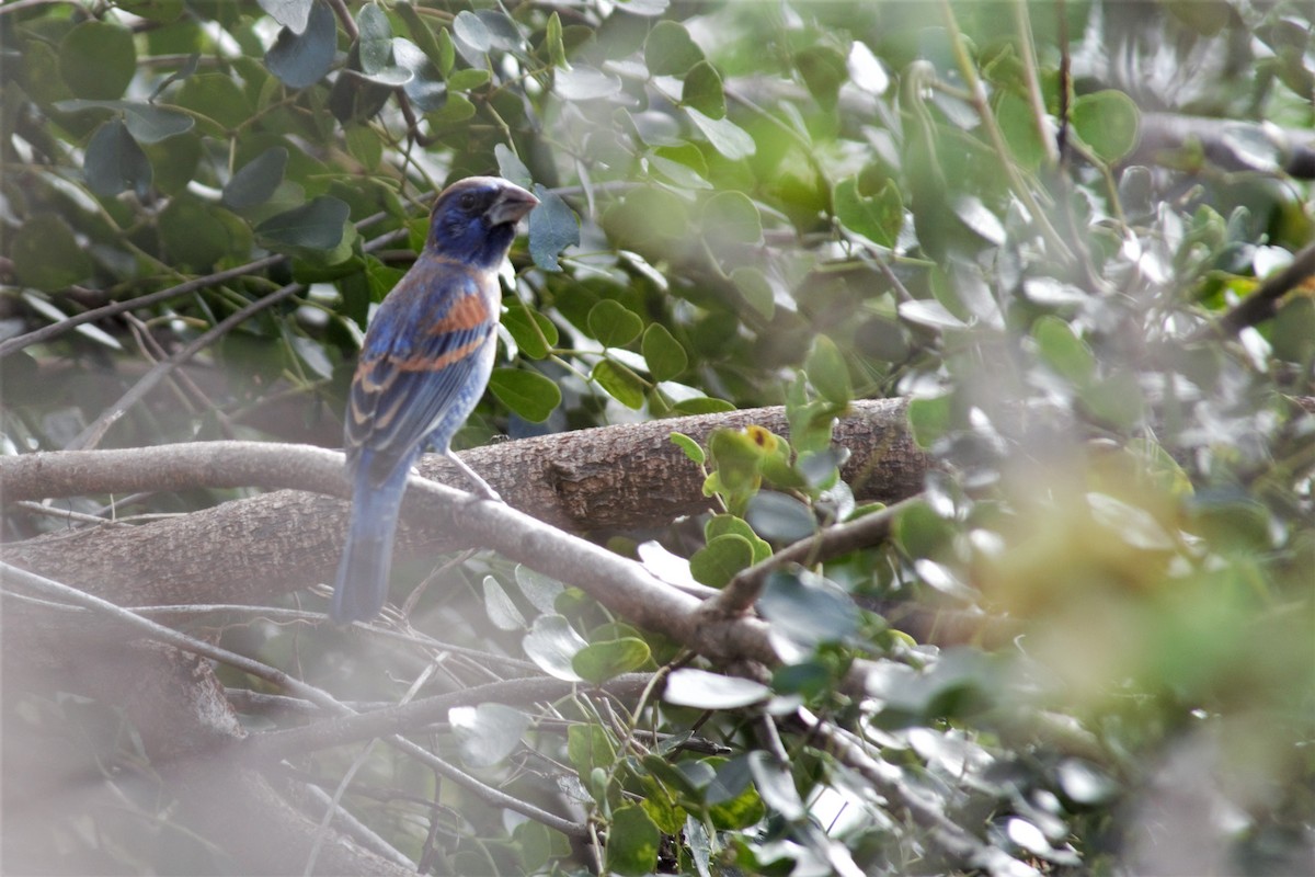 Guiraca bleu - ML86878831