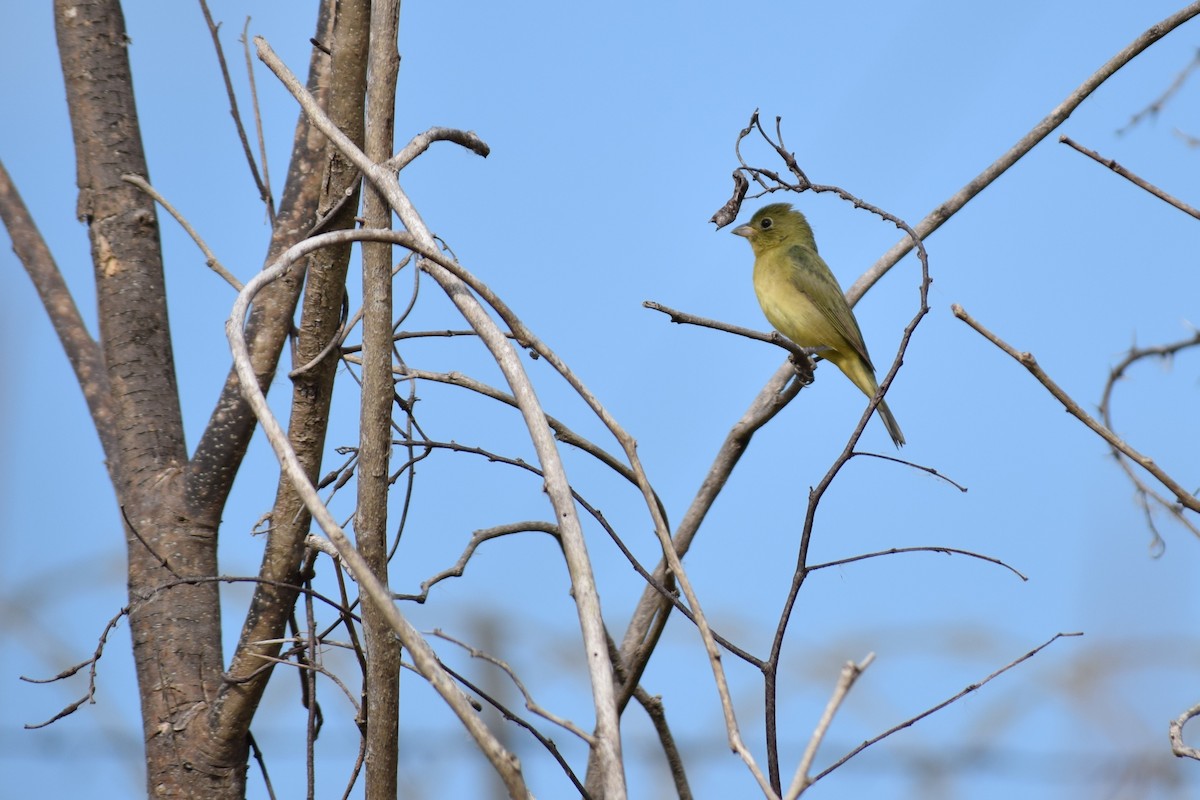 Painted Bunting - Victor Villalobos