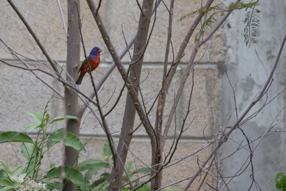 Painted Bunting - Victor Villalobos