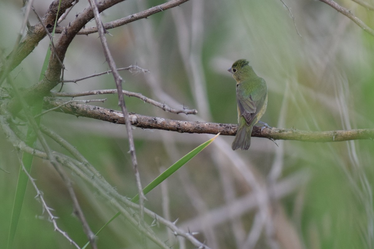 Painted Bunting - Victor Villalobos