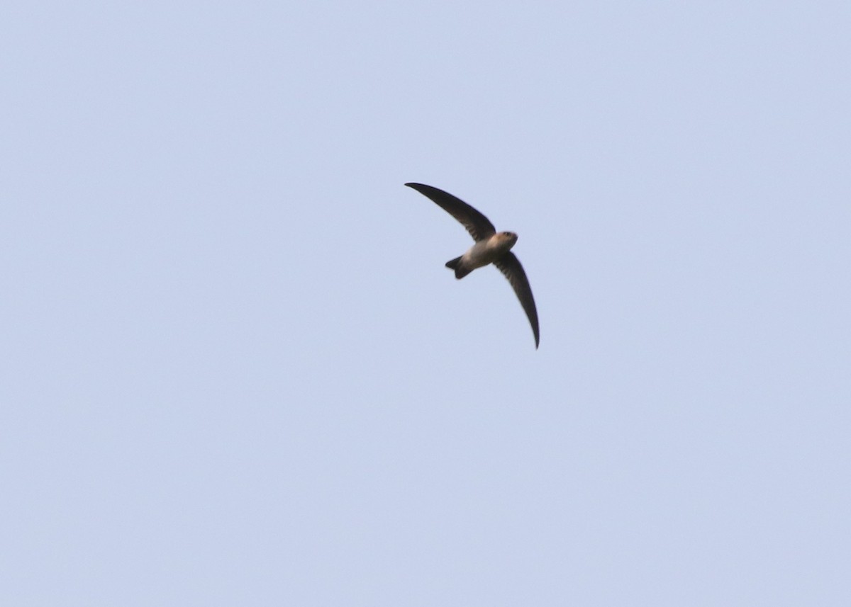 Germain's Swiftlet - ML86879491