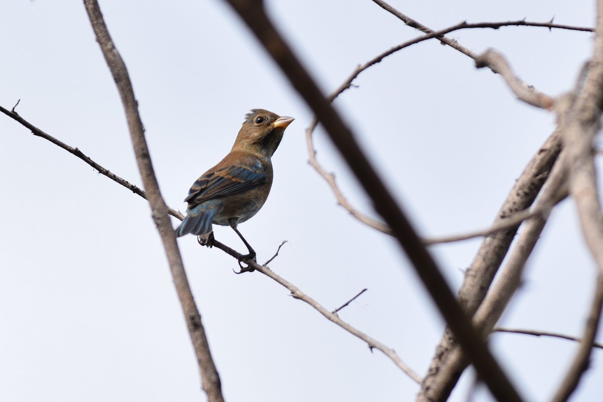 Indigo Bunting - Victor Villalobos