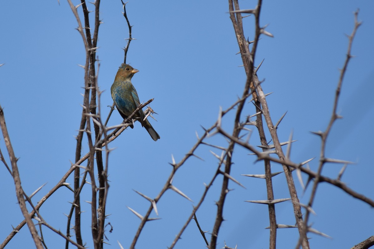 Indigo Bunting - ML86880151