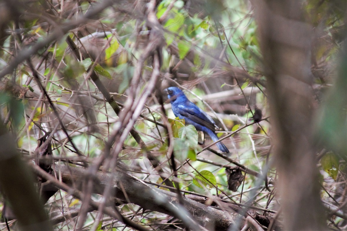 Blue Bunting - ML86880191