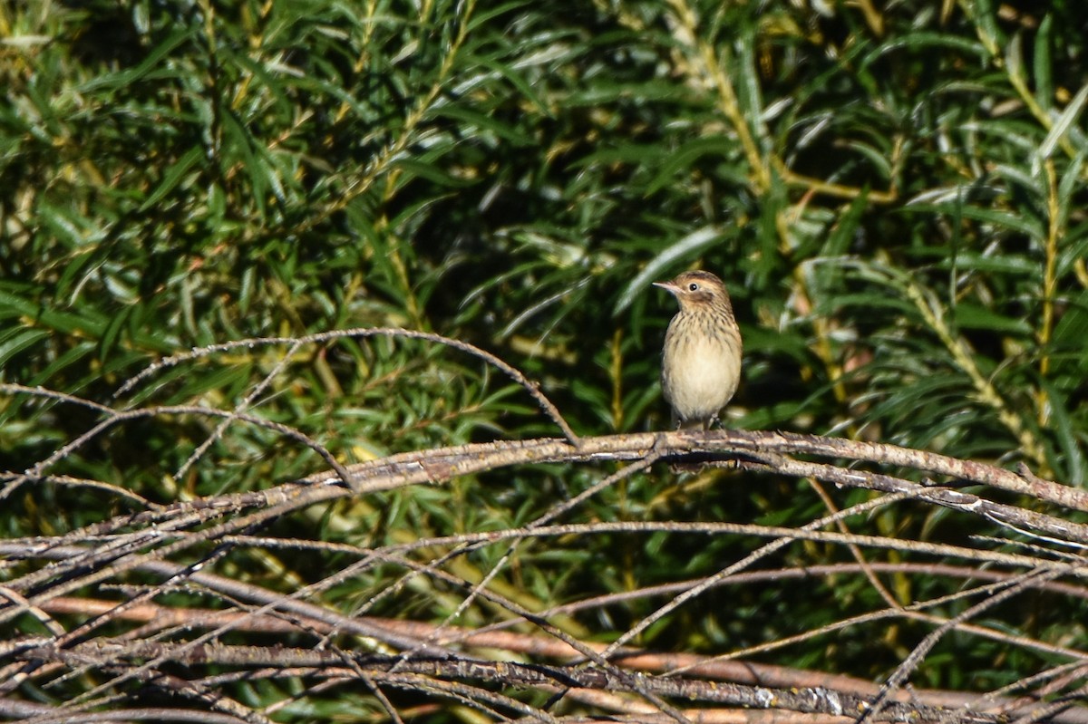 Hellmayr's Pipit - ML86880611