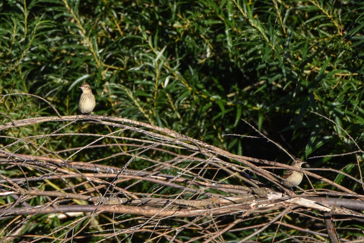 Hellmayr's Pipit - ML86880961