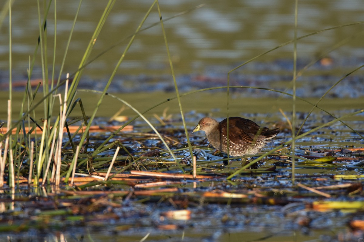 Spot-flanked Gallinule - ML86880991