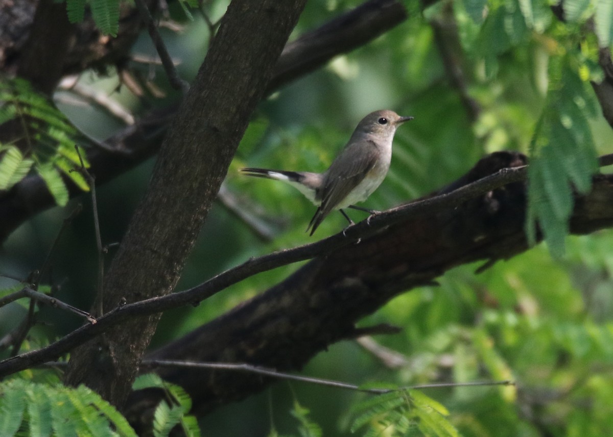 Taiga Flycatcher - Louis Hoeniger