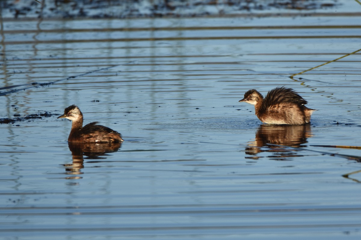 White-tufted Grebe - ML86881801