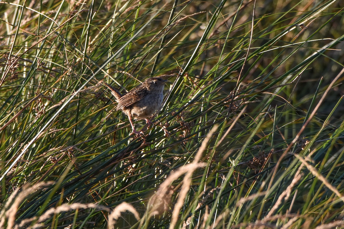 Grass Wren - ML86881941