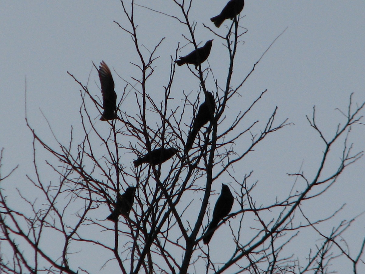 Common Grackle - ML86882031