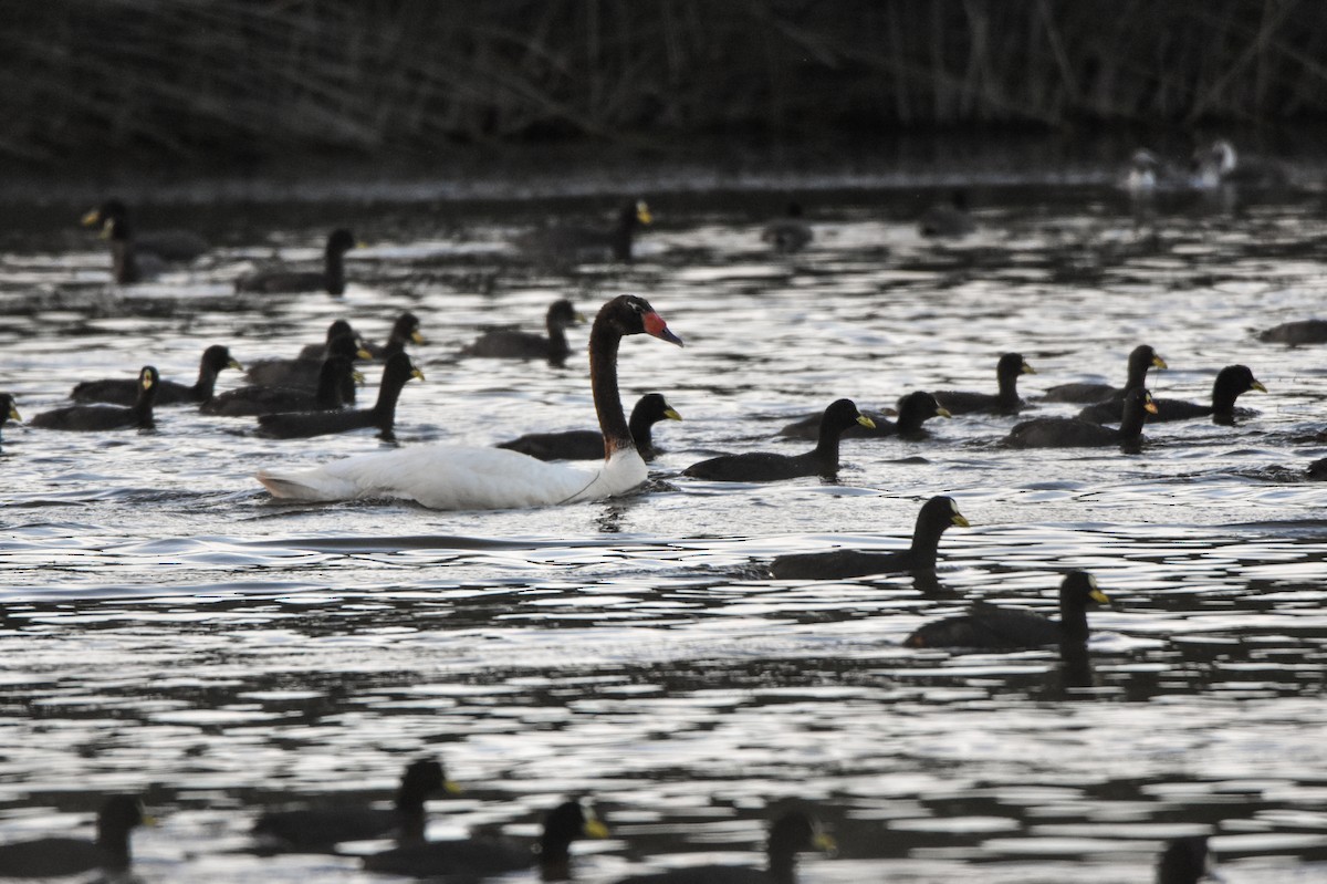 Cygne à cou noir - ML86882531