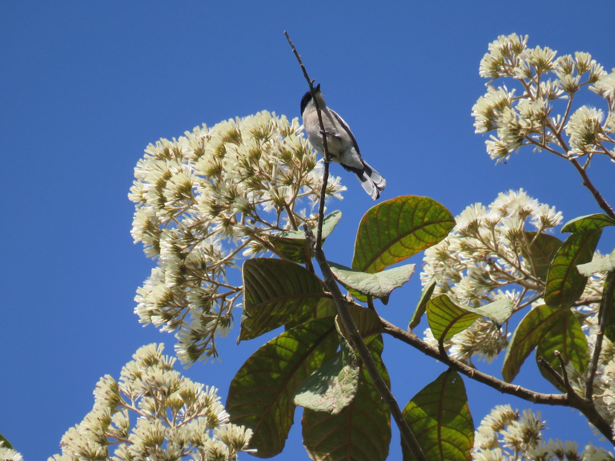 Bar-winged Flycatcher-shrike - ML86886451