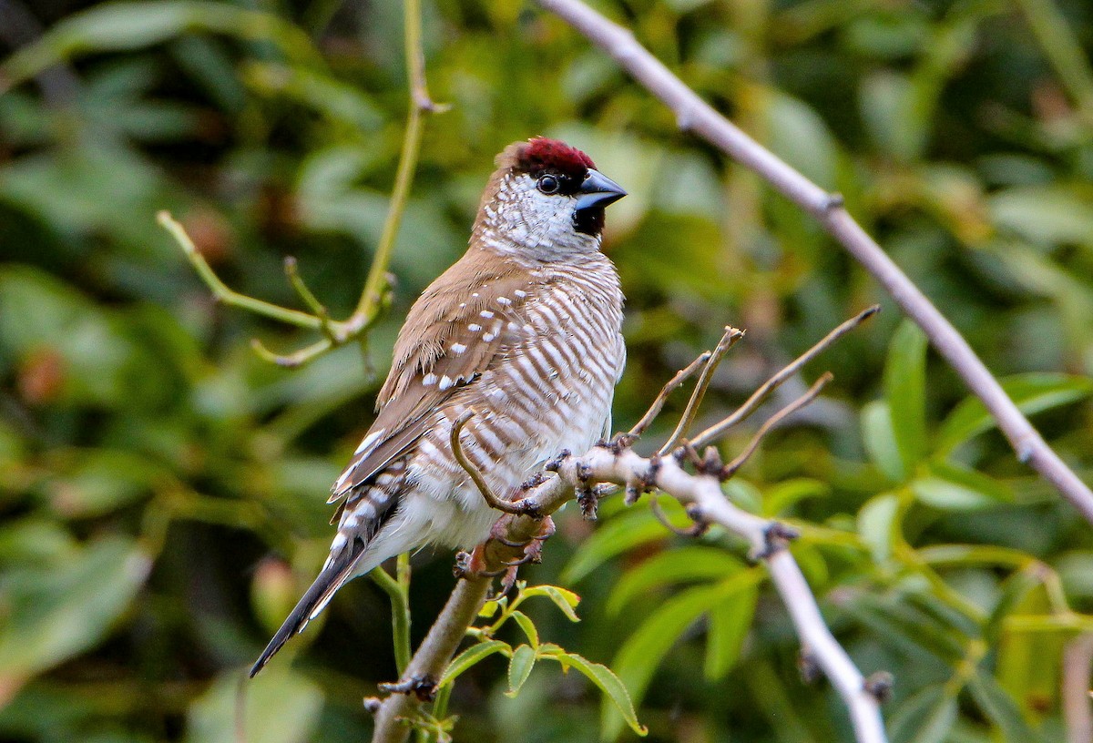 Plum-headed Finch - Sandra Gallienne