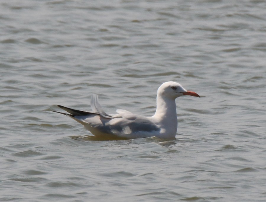 Slender-billed Gull - Moe Bertrand