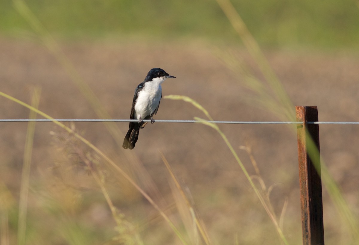 Restless Flycatcher - ML86889091